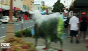 "Cash Investigation" : en Nouvelle-Zélande, il y a deux fois plus de vaches laitières que d'habitants