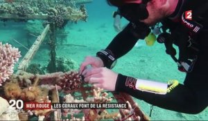 Environnement  : l'incroyable résistance des coraux du golfe d'Aqaba