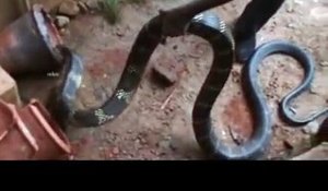 Ils capturent un cobra royal enorme refugié dans une maison