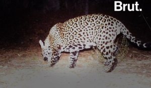 États-Unis : un jaguar a été tué dans de mystérieuses circonstances