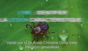 Maladie de Lyme : 3 signes d'alerte