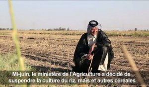 Le riz "ambre", trésor national d'Irak, frappé par la sécheresse