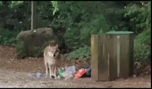 Un chien ressemblant à un loup surpris au pied du Semnoz