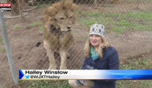 États-Unis : Une journaliste effrayée par un lion en pleine interview (Vidéo)