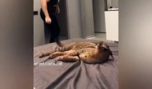 Il Joue Avec Son Tres Tres Gros Chat Caracal Domestique Adorable Sur Orange Videos