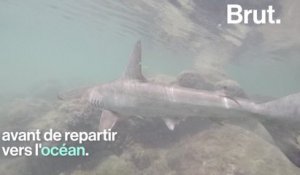 Une pouponnière de requins marteaux découverte aux Galapagos