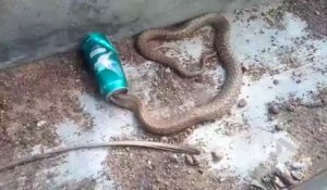 Ce Cobra a la tête coincée dans une canette de bière... Pas simple de sauver le serpent