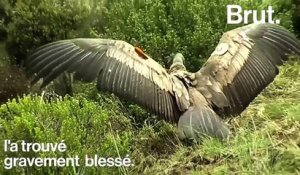 Après plus d'un an passé en cage, un condor des Andes retrouve la liberté au Pérou
