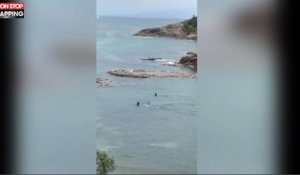Nouvelle-Zélande : Des orques frôlent deux enfants qui nagent dans une baie (vidéo)