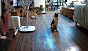 Un chat paralysé attend son maître qui rentre du travail
