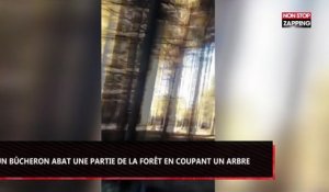 Un bûcheron détruit une partie de la forêt en coupant un arbre (Vidéo)