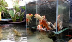 Une "fish tower" dans un aquarium exterieur dans lequel les poissons peuvent sortir de l'eau