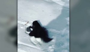 Cet écureuil vole le chocolat chaud d'une femme lui parlant dans la neige !