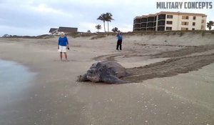 La plus grosse tortue de monde retourne à la mer