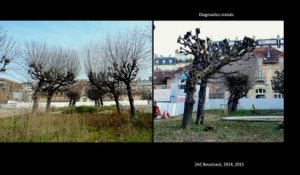Innover pour conserver: Méthodes de diagnostic et décision de gestion des arbres dans les sites patrimoniaux