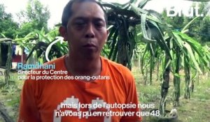 Cet orang-outan est la dernière victime du braconnage à Bornéo.