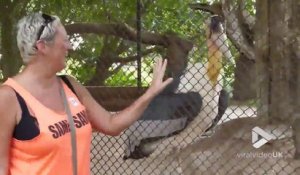 Ce pelican suit la main d'une touriste... pour la bouffer ?