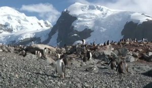 Greenpeace veut sanctuariser l'Antarctique