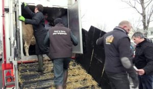 "Haute", l'égérie du Salon de l'agriculture a quitté l'Aubrac