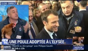 Agathe, la poule adoptée par Emmanuel Macron, sur le plateau de BFMTV