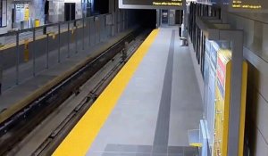 Deux pumas se baladent tranquillement sur les rails du métro