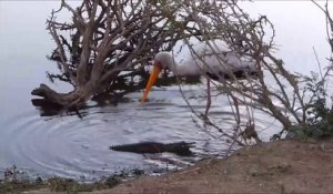 Ce crocodile ne sera jamais le roi de la jungle... Ridiculisé par un gros oiseau