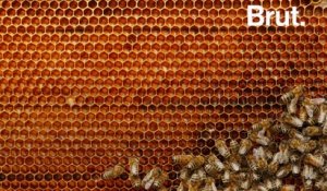 Comment les abeilles construisent-elles leur ruche ?