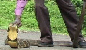 Cet homme n'a vraiment pas peur des serpents... Son cobra royal c'est son chien en fait
