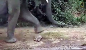 Cette tortue se retrouve sur le chemin d'un troupeau d'éléphants... Chanseuse