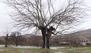 Arbre fontaine