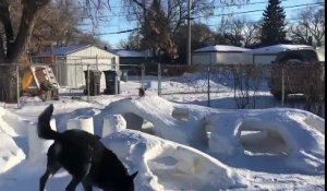 Tunnels de neige pour le chien dans le jardin !!