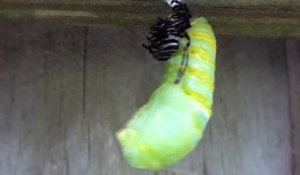 De chenille à chrysalide, l'incroyable transformation d'un futur papillon monarch