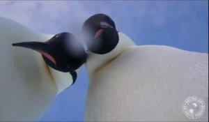 Deux manchots s’offrent un selfie au beau milieu de l’Antarctique