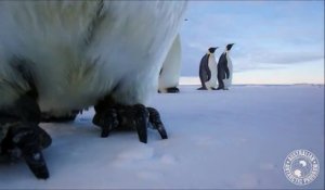 Deux manchots empereurs s'offrent un selfie vidéo dans l'Antarctique