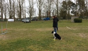 Concours canin d’obéissance