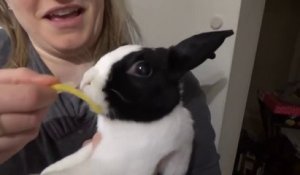Ce lapin mange un citron... : il adore !
