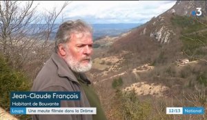 Loups : une meute filmée dans la Drôme