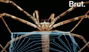 Comment les araignées tissent leur toile