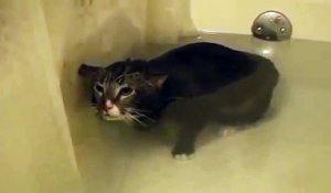 Ce chat miaule sous l'eau... Tellement drole