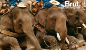 Dressage d'éléphants : ce qu'il se passe vraiment