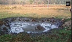 Coincé dans la boue ce bébé élephant est sauvé par une pelleteuse !