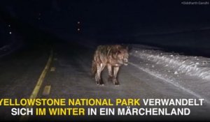 Il croise un loup terrifiant en pleine route dans le parc Yellowstone