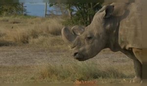 Sudan, le dernier mâle rhinocéros blanc du Nord est mort