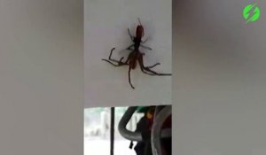 Une guêpe qui emporte une énorme araignée... Bienvenu en Australie