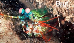 La squille multicolore, une chasseuse redoutable