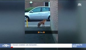 Buzz : Un renard vole le portefeuille d'un passant qui était en train de le filmer - Regardez