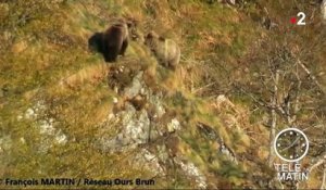 Deux ours réintroduits dans les Pyrénées