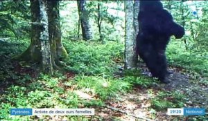 Pyrénées : Nicolas Hulot veut réintroduire deux ours femelles