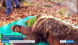 Pyrénées : comment réintroduire les ours ?