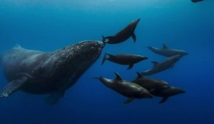 Avec "Blue", Disney veut alerter sur l'océan... avec des caméras spécialement conçues pour suivre les baleines